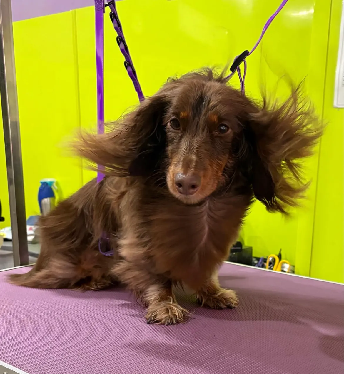 A long-haired Dachshund on the grooming table at The Barking Lot