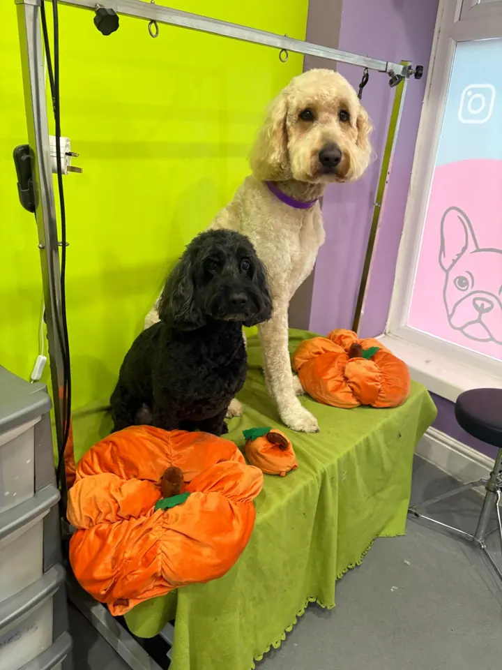 A Cockapoo and a Labradoodle after their grooms