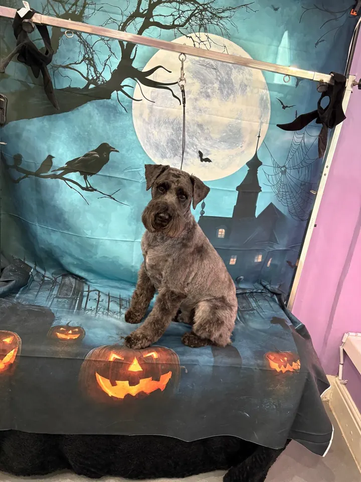 Miniature Schnauzer after a groom
