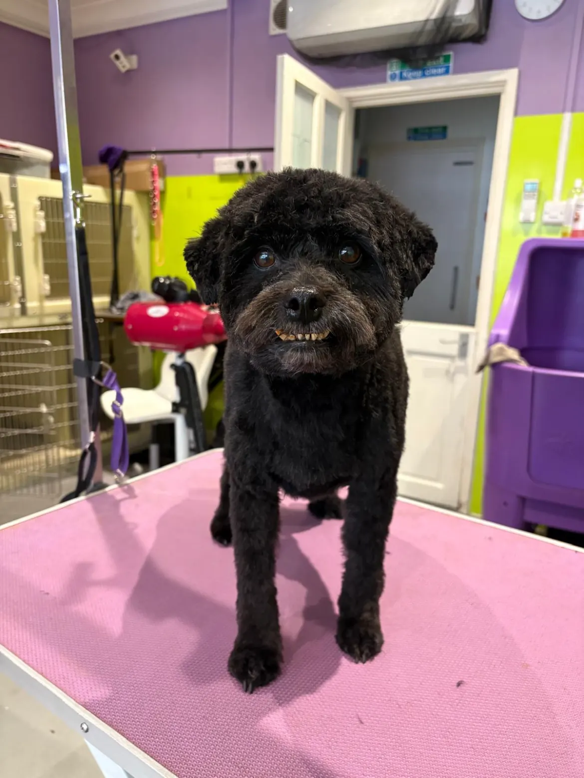 A black Toy Poodle cross standing on the grooming table