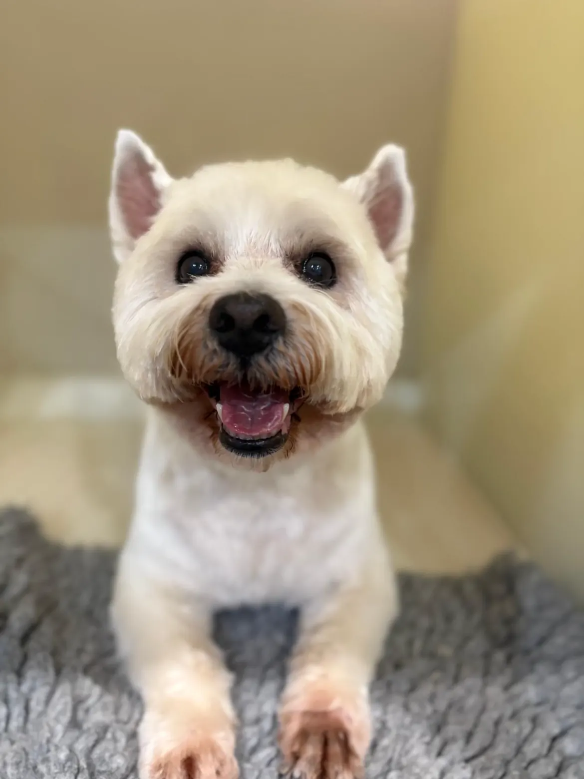 A freshly groomed West Highland Terrier smiling at the camera